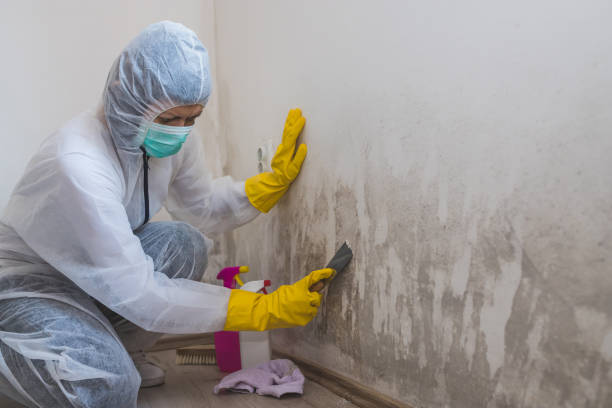 Best Crawl Space Mold Removal  in Ford City, PA