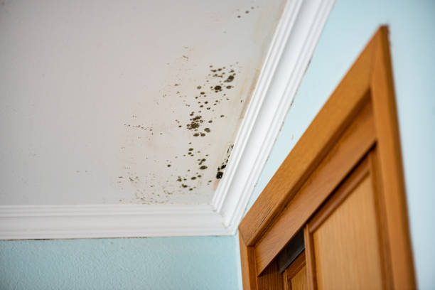 Best Mold Damage Repair  in Ford City, PA