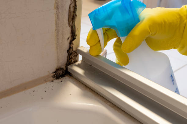 Best Attic Mold Removal  in Ford City, PA