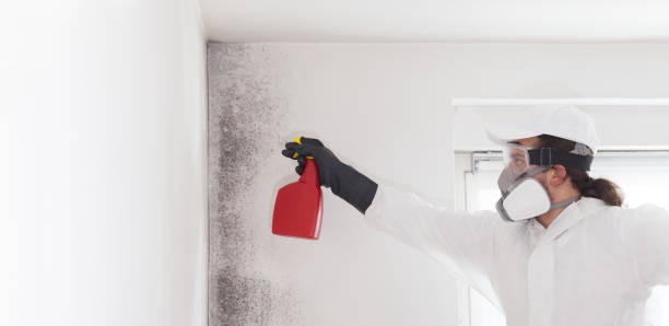 Best Affordable Mold Removal  in Ford City, PA