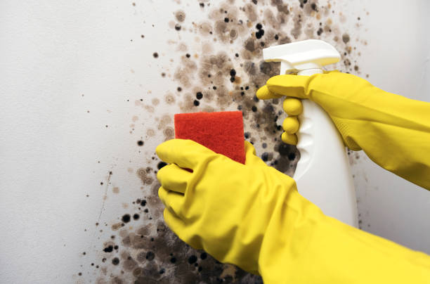 Best Professional Mold Removal  in Ford City, PA