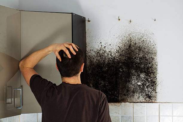 Best Office Mold Removal Services  in Ford City, PA