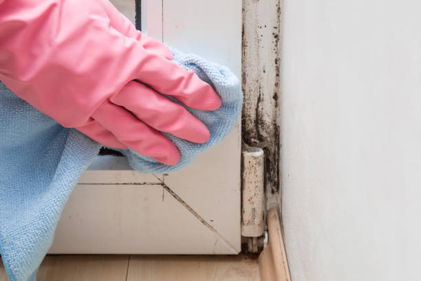 Best Certified Mold Removal  in Ford City, PA